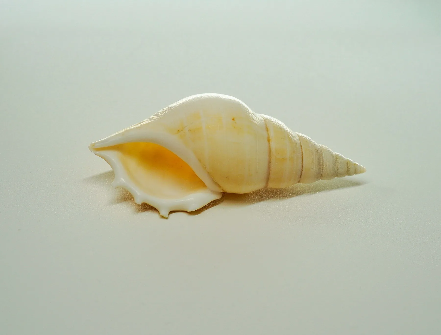A cream conch shell on a soft cream background